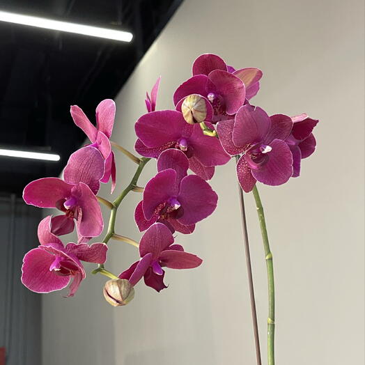 BURGUNDY ORCHID 1-ствольная каскадная орхидея