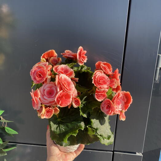 Комнатный цветок Бегония