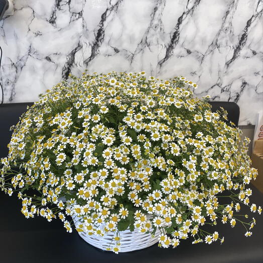 Ромашковый рай