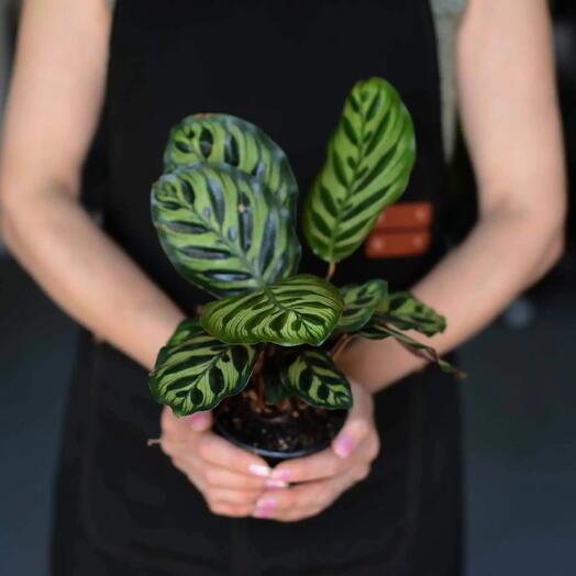 «Тропический узор» — калатея Макоя (Calathea makoyana)