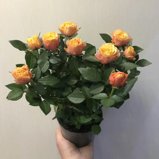 Роза оранжевая в горшке