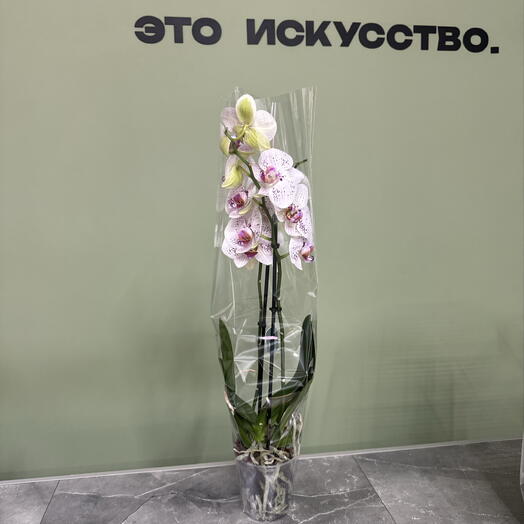 Орхидея Премиум класса
