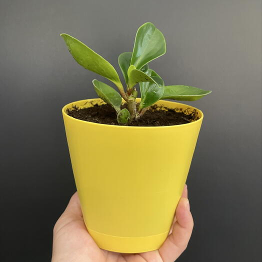 Indoor plant Peperomyia tupolis