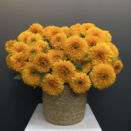 Подсолнух «Тедди» / Sunflower "Teddy" 35шт