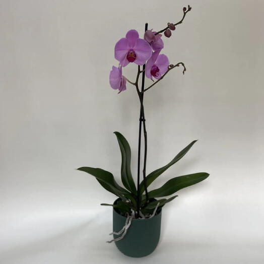 Орхидея Фаленопсис (Phalaenopsis) ярко розовая