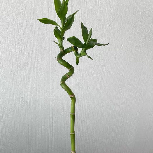 dracaena bamboo