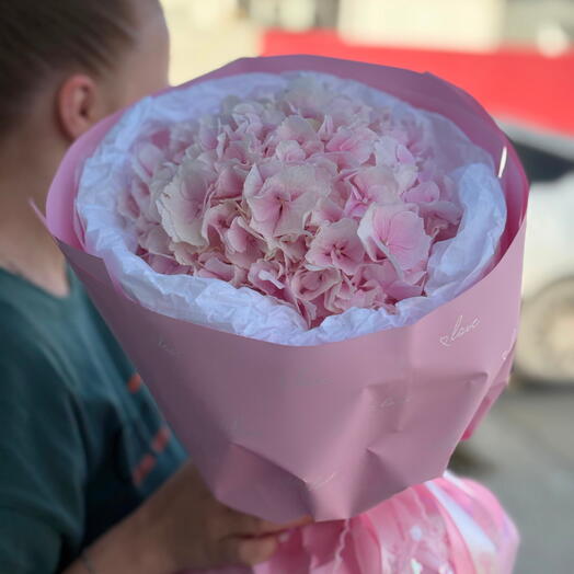 Розовая гортензия