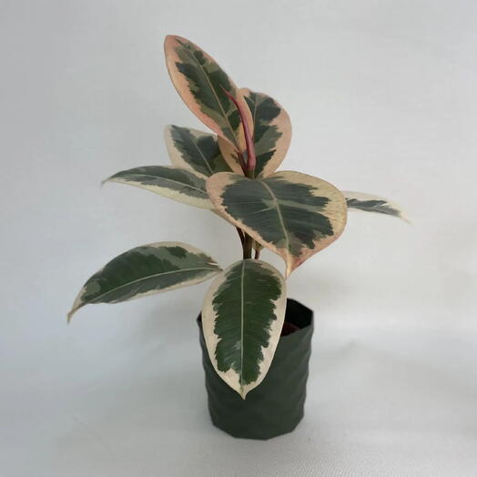 Фикус эластика Белиз /Ficus elastica Belize