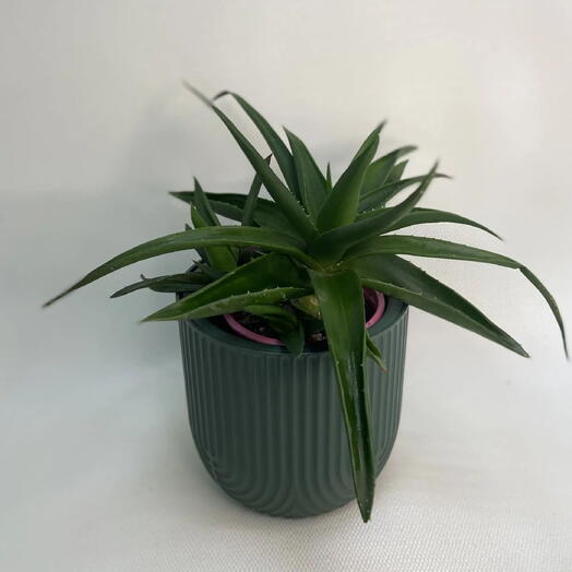 Алоэ Хавортия / Haworthia