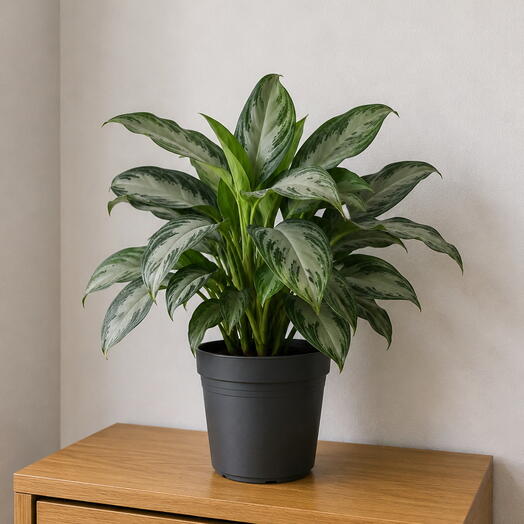 Aglaonema Silver
