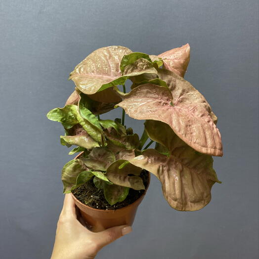 Сингониум 🌿