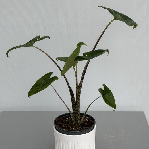 АЛОКАЗИЯ (ALOCASIA) ZEBRINA (13/50)