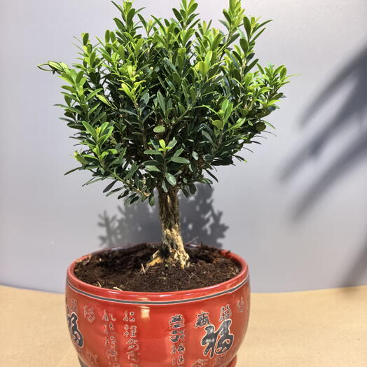 Бонсай Buxus самшит