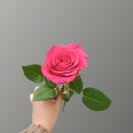 Роза малиновая «Full Monty» Голландия