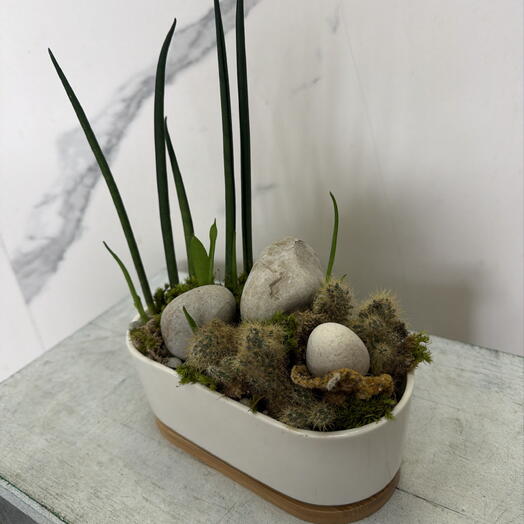 Суккуленты, кактусы