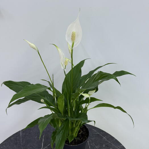 Спатифиллум крупноцветковый, белый, женское счастье, peace lily, Пис Лили