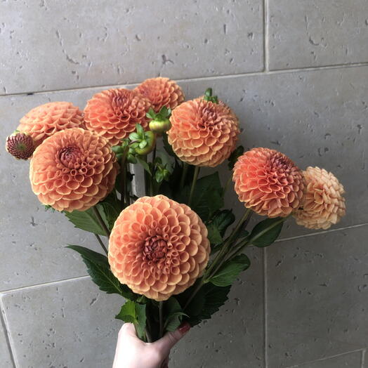Георгины🌼🌼🌼🌼