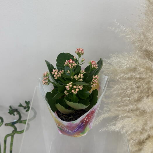 Каланхоэ в ассортименте