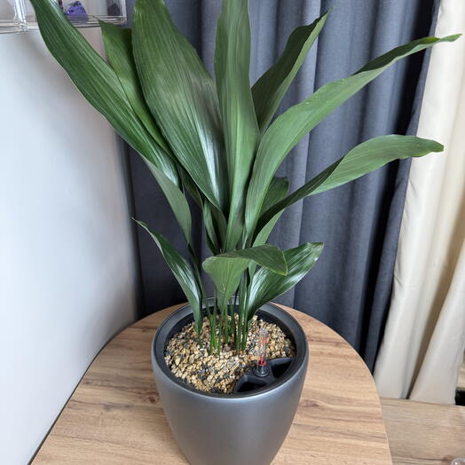 Аспидистра высокая Aspidistra elatior Чугонное растение