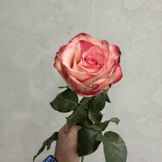 Роза меджик таймс 🎀💕