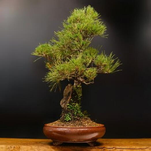 Бонсай черная японская сосна на камне, 71см, 66 лет