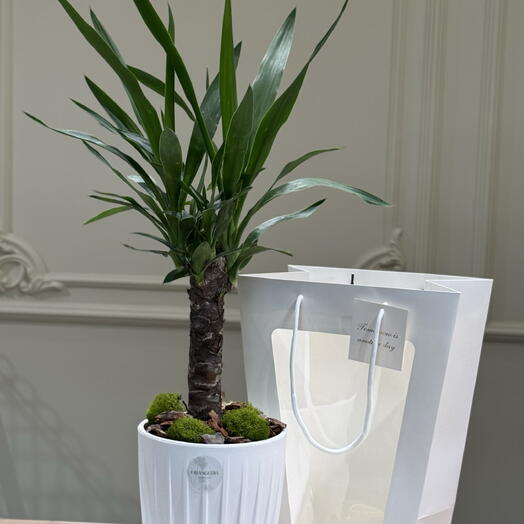 Цветок в горшке ,, Юкка,,🌱