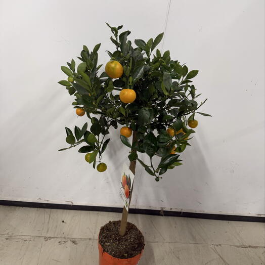 Дерево мондариновое 🍊
