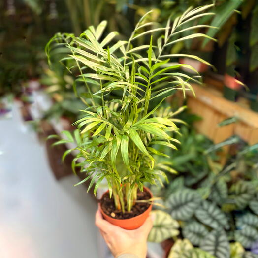 Хамедорея