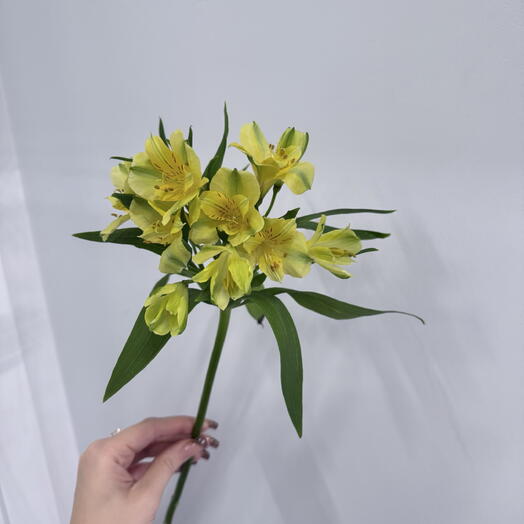Альстромерия желтая
