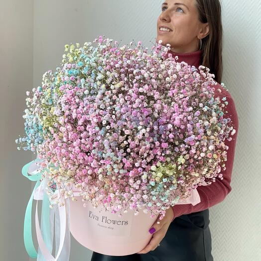 Gypsophila in a MAXI box