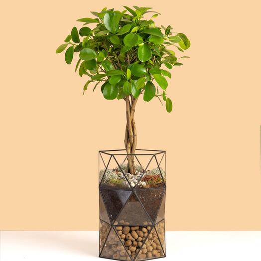 Planta de interior ficus en maceta