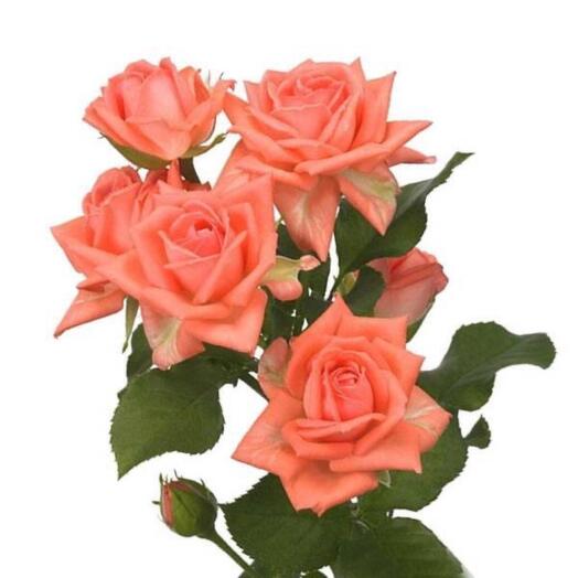 Rosa arbusto Barbados