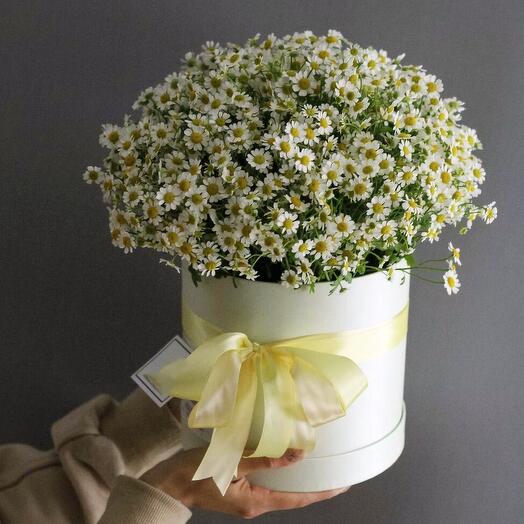 15 daisies in a hatbox