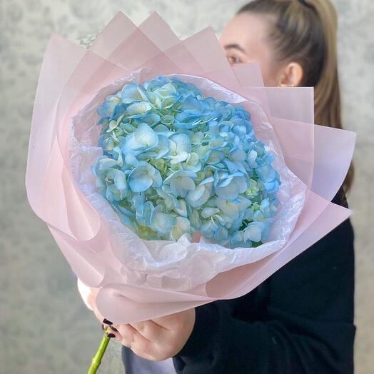 Hortensia Celestial