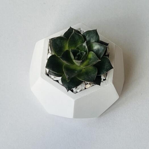 Succulent flower Echeveria in a geometric planter