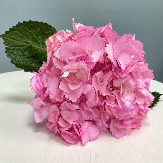 Hydrangea