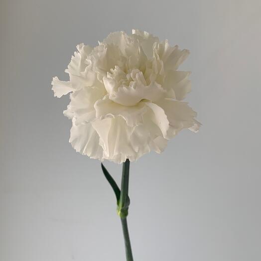 Диантус белоснежный