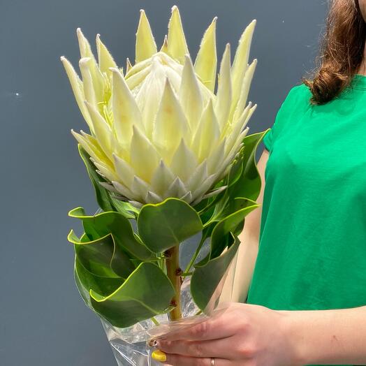 Protea