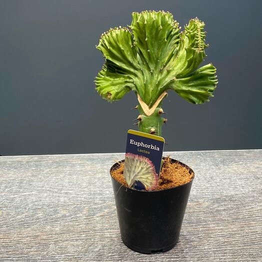 Euphorbia