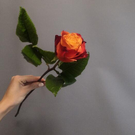 Rosa Atomic