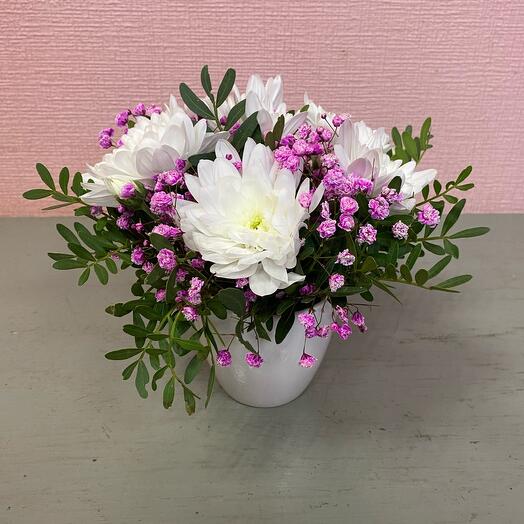 Composition of chrysanthemum and gypsophila in a ceramic pot