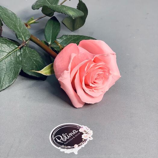 Роза «Be Sweet» 60 см