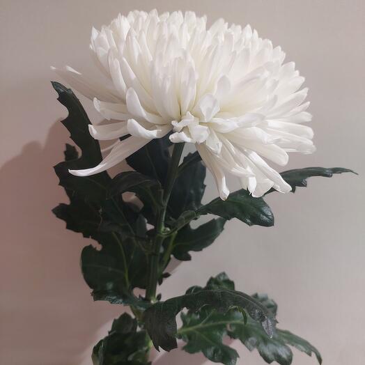Crisantemo blanco