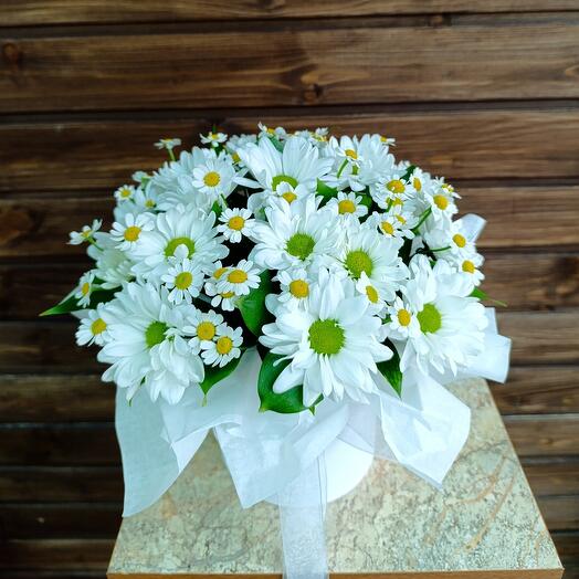 Chamomile and chrysanthemum