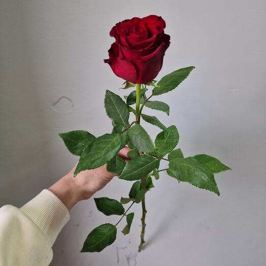 Роза Эквадор 70 см