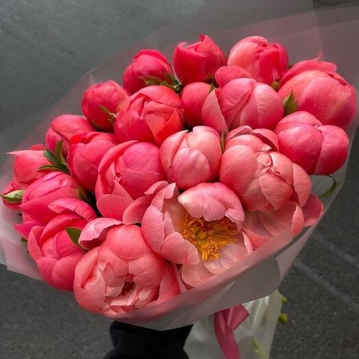Коралловые пионы.. 19 шт. .Голландия