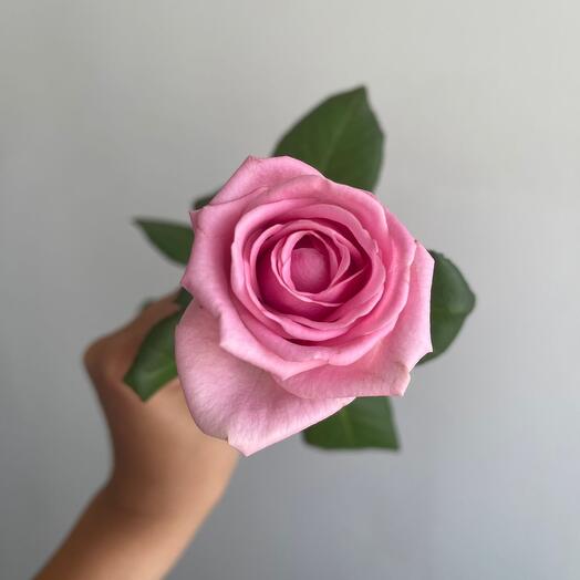 Rose pink variety "aqua" 50cm
