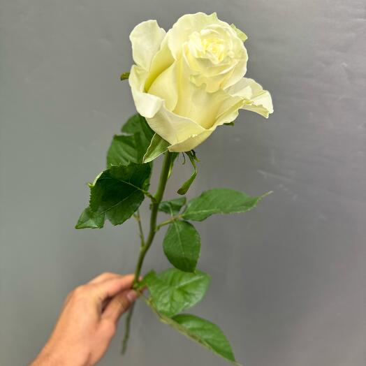 White roses