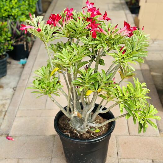 Adenium Obesum (Desert Rose), Medium