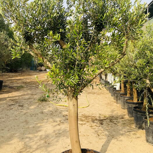 Olive Tree Big